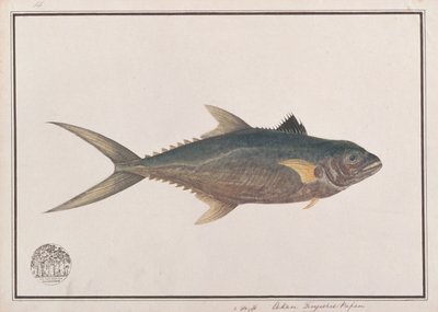 Indo-Pacific King Mackerel, from Drawings of Fishes from Malacca, c.1805-18 by Chinese School